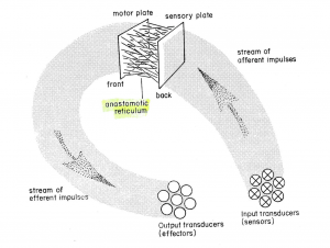 Anastomotic Reticulum (Stafford Beer)