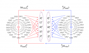 Anastomotic Reticulum in the 5-level model 2